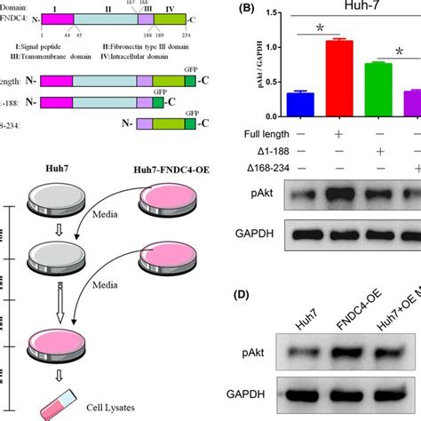 The Extracellular Domain Of Fndc4 Affects The Pi3kakt Pathway A Download Scientific Diagram