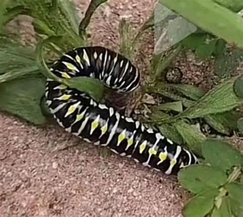 Caterpillar Identification : r/caterpillars