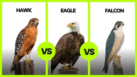 What's The Difference Between Hawk, Eagle and Falcon - Top10animal