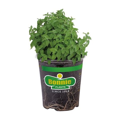 Bonnie Plants 19 Oz Catnip Herb Plant 5025 The Home Depot