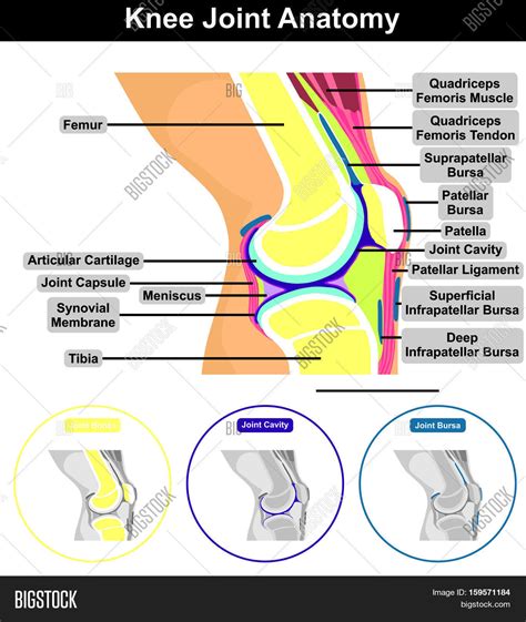 Knee Joint Anatomy Poster Joints Anatomy Knee Joint Anatomy Knee Images