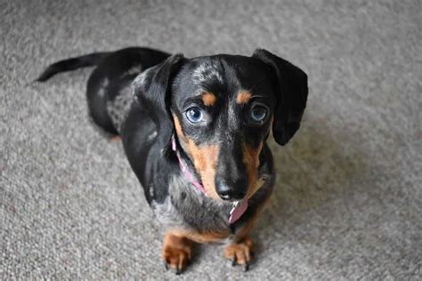 Blue Merle Dachshund