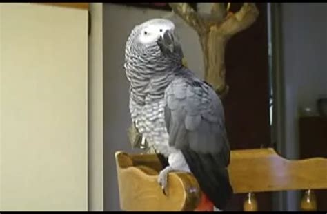 Talking parrot.