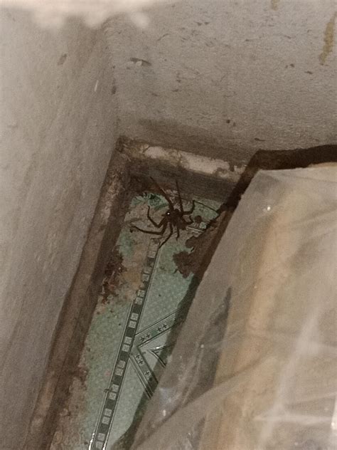 What Kind Of Fuck Is This R Spiders