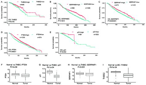 Breast Cancer Patients Who Have A High Expression Of Tumor Suppressors