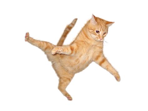 Cat Png Transparent Catpng Images Pluspng Cat Icon Funny Cat