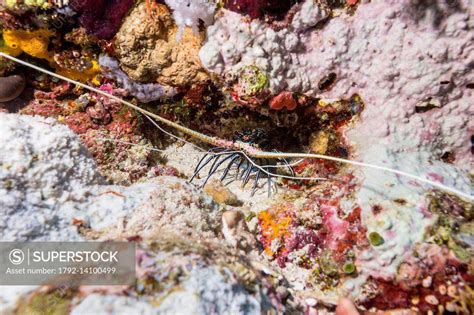 Philippines Mindoro Apo Reef Natural Park Spiny Lobster Panulirus