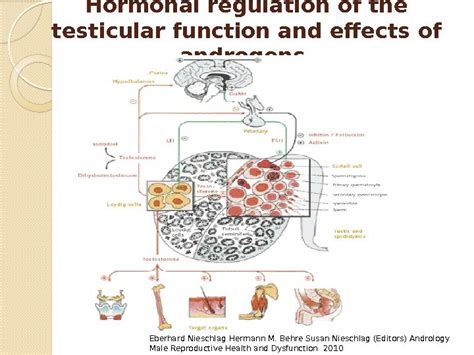 Androgen deficiency in hypothalamus and pituitary gland diseases