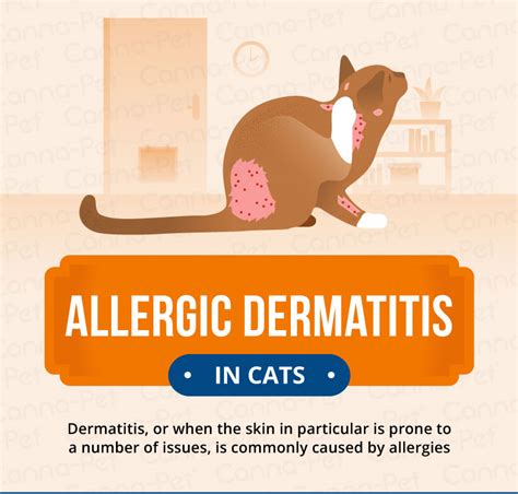 Allergic Dermatitis in Cats: Recognize the Signs | Canna-Pet