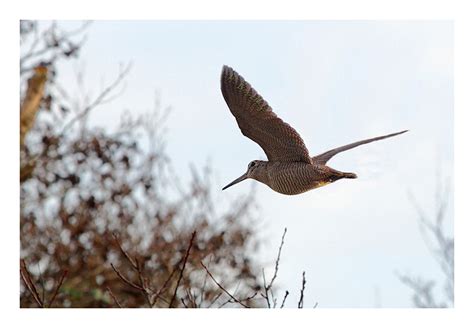 Photo animalière becasse en vol photos d oiseaux en vol par Patrick