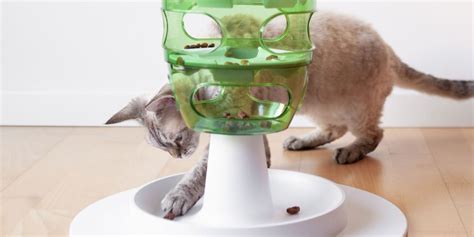 Cat Feeding Guides Advice From Cat Experts Purina Us