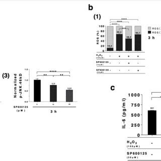 Anti Oxidative Effects Of Nac A Cell Viability Graphs Following Nac