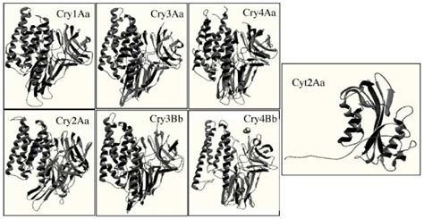 Figure From Mode Of Action Of Bacillus Thuringiensis Cry And Cyt