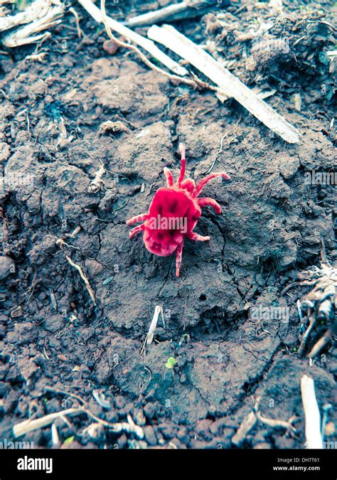 Red Velvet mite Stock Photo - Alamy