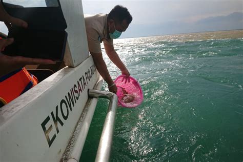 KKP Lepasliarkan 3 000 Benih Lobster Di Pulau Lusi Sidoarjo Jawa Timur