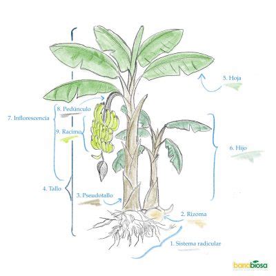 Arbol Del Banano O Planta Del Banano Banabio S A