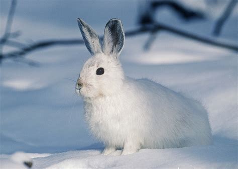 80000 Free Snow Rabbit And Rabbit Images Pixabay