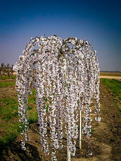 Isabella J. Meyer: Weeping Flowering Cherry Tree Diseases / Snow Fountains Weeping Cherry Trees ...