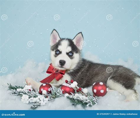 Beautiful Christmas Husky Stock Image Image Of Card 37539397