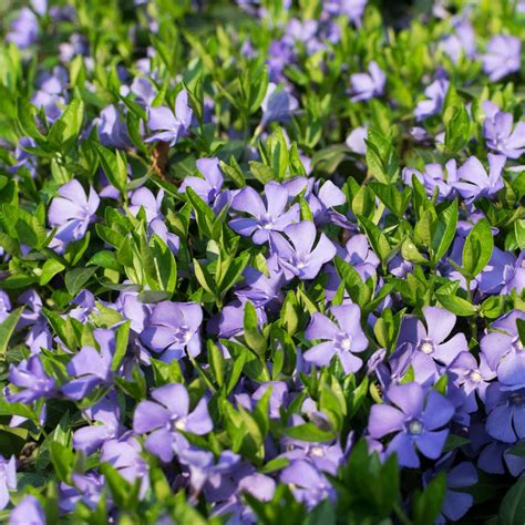 Vinca Minor Periwinkle Plants For Sale Fastgrowingtrees