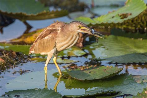 Yellow Bittern – Birds of Singapore