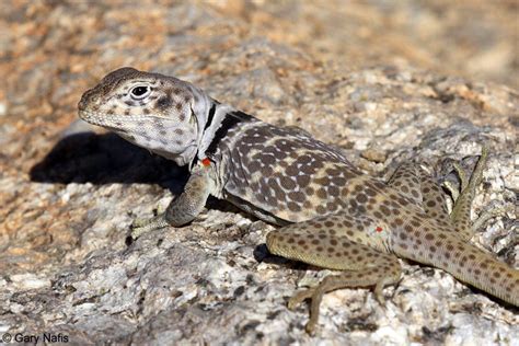 Eastern Collared Lizard Running