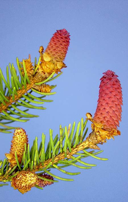 Picea Abies