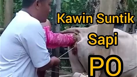 Cara Kawin Suntik Inseminasi Buatan Sapi Po Si Bah Bolon Dolok Ilir