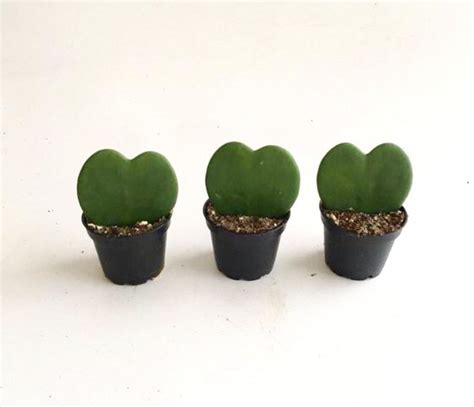 Hoya Heart Kerri 2 Elemental Bonsai Nursery