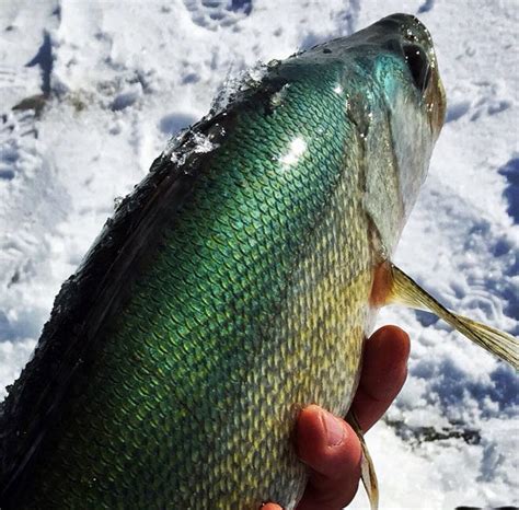 Best Colors For Walleye Fishing