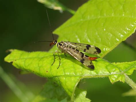 Réf 164973 INSECTA Mecoptera Panorpidae Panorpa communis