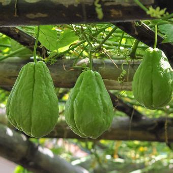 Cara Menanam Labu Siam Dengan Mudah