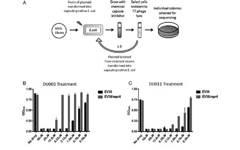 Schematic Diagram Showing The Approach To Identify Genetic Suppressors