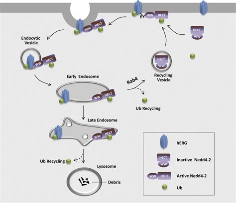 Proposed Scheme Illustrating That Rab Increases Nedd Expression By