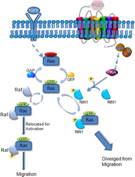 Prostaglandin E Dependent Phosphorylation Of Ras Inhibition Rin