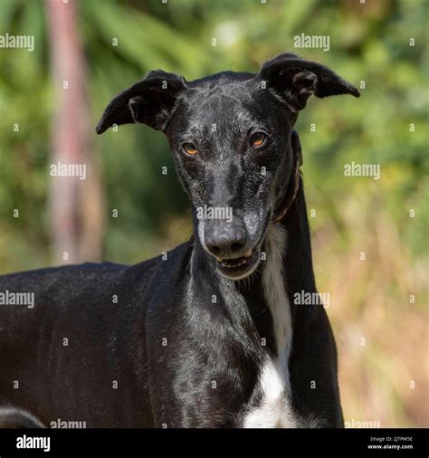 Spanish Galgo Greyhound Stock Photo Alamy