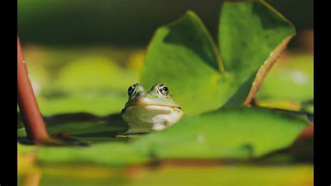 Frogs And Cricket Sounds For Sleep Night Time Ambience Nature