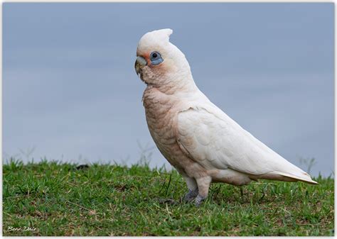 Short Billed Corella The Photography Forum