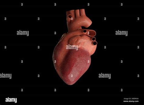 Human Heart Hi Res Stock Photography And Images Alamy