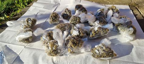 25 Year Old Man Arrested After Drugs And Cash Were Found At A Luton Address News Greatest