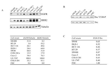 Figure From Egfr And Her Levels Are Frequently Elevated In Colon