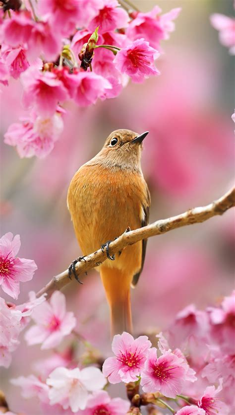 Ave Sobre Flor De Cerezo Fondo De Pantalla 4k HD ID 7716