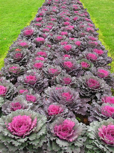 Decorative Cabbage Seeds MIX Decorative Cabbage and Kale | Etsy