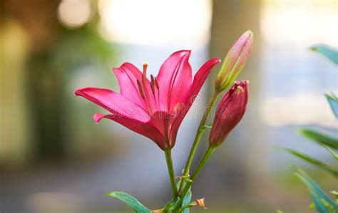 Sizzling Red Asiatic Lily, a Botanical Beauty, Isolated in a Garden ...