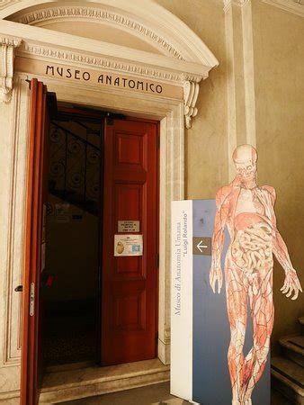 Museo Di Anatomia Umana Turin Ce Qu Il Faut Savoir Pour Votre