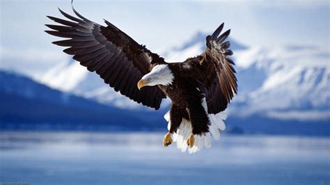 American Eagle Wallpapers - Wallpaper Cave