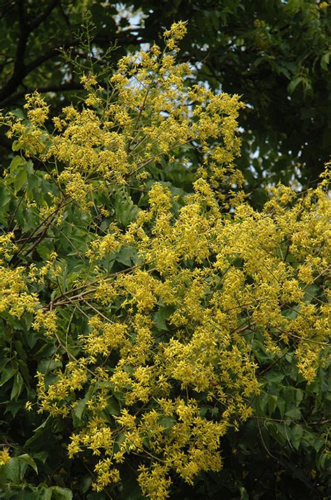 Golden Rain Tree Koelreuteria Paniculata In Denver Arvada Wheat Ridge