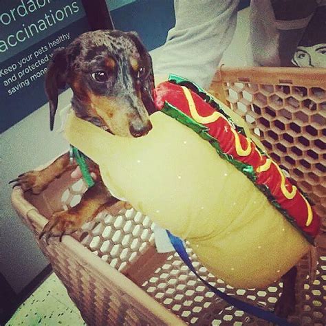 Who wore it best? Choose which weiner dog makes the best weiner – SheKnows