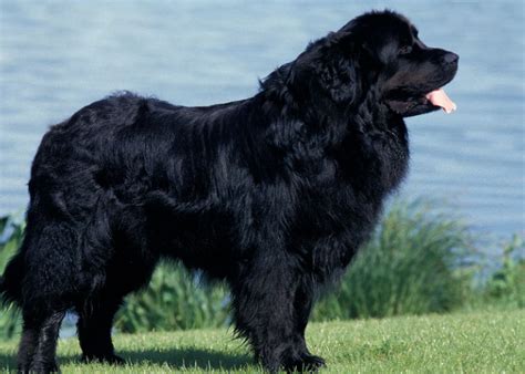 The 8 Most Expensive Dog Breeds in the world in 2023 - Fun Facts