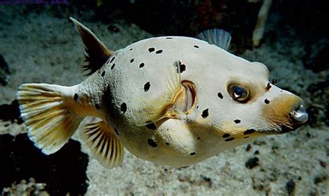 adw pufferfishjpg
